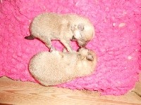 CHIOT