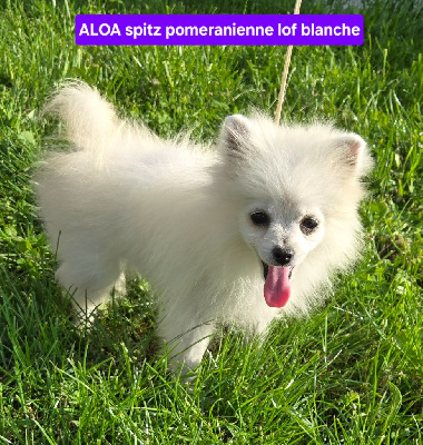 ALOA de l ange aux papillons 