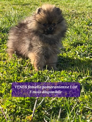 VENUS