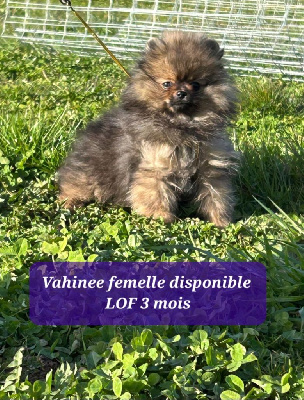 VAHINEE