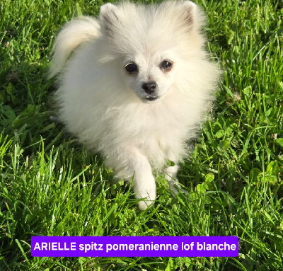 ARIELLE de l ange aux papillons 