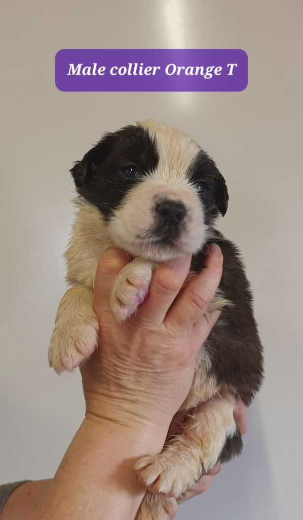 de l'ange aux papillons - Chiots disponibles - Chien du Saint-Bernard