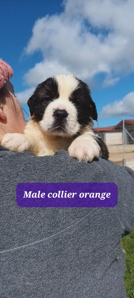 de l'ange aux papillons - Chiots disponibles - Chien du Saint-Bernard