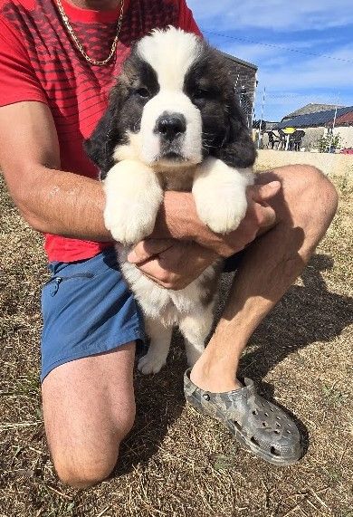 de l'ange aux papillons - Chiots disponibles - Chien du Saint-Bernard
