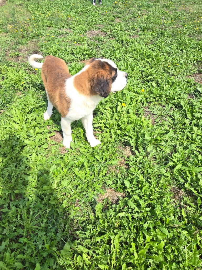 de l'ange aux papillons - Chiots disponibles - Chien du Saint-Bernard