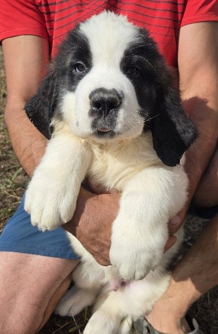 de l'ange aux papillons - Chiots disponibles - Chien du Saint-Bernard