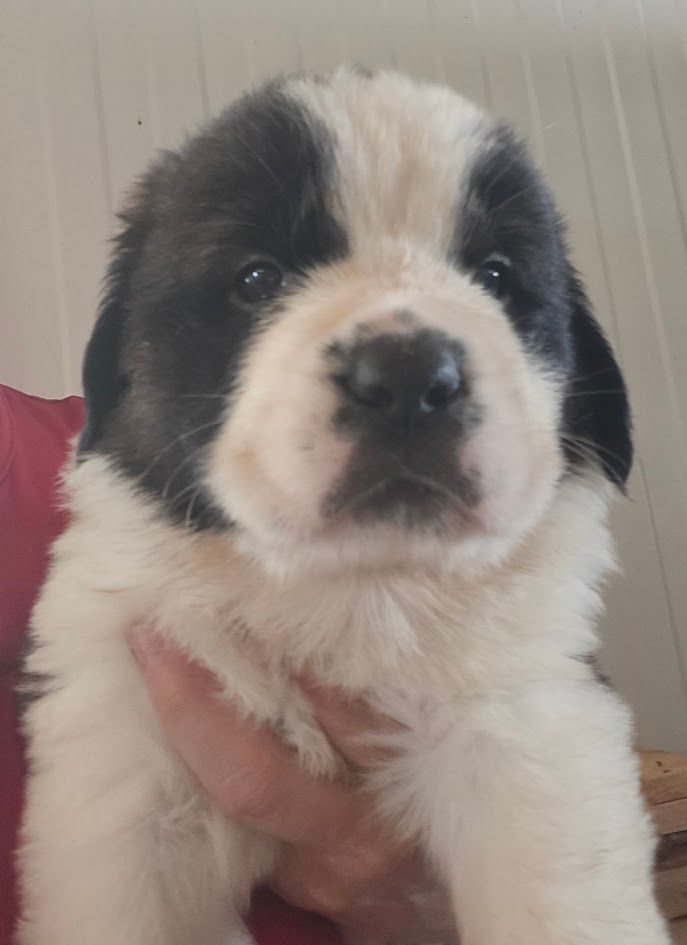 de l'ange aux papillons - Chiots disponibles - Chien du Saint-Bernard