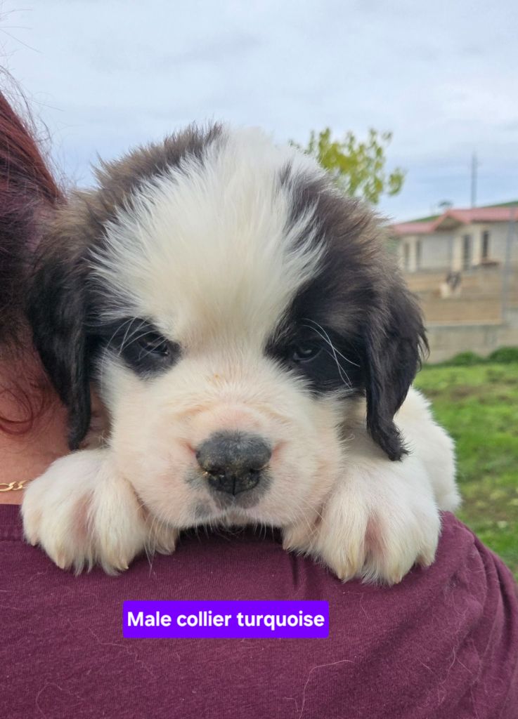de l'ange aux papillons - Chiots disponibles - Chien du Saint-Bernard