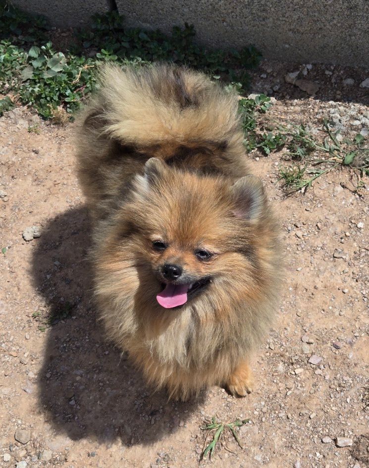 de l'ange aux papillons - Chiots disponibles - Spitz allemand