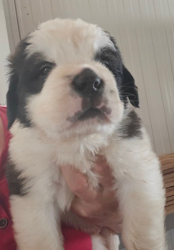 de l'ange aux papillons - Chiots disponibles - Chien du Saint-Bernard