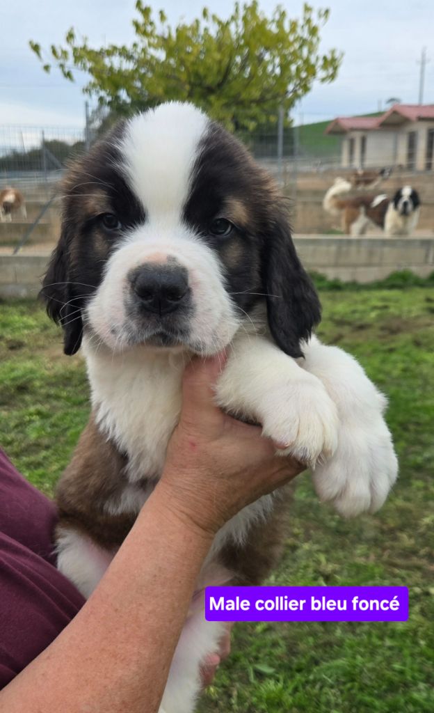 de l'ange aux papillons - Chiots disponibles - Chien du Saint-Bernard