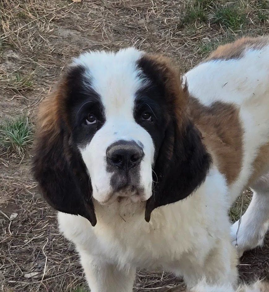 de l'ange aux papillons - Chiots disponibles - Chien du Saint-Bernard