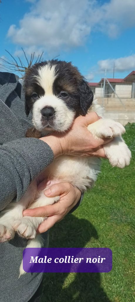 de l'ange aux papillons - Chiots disponibles - Chien du Saint-Bernard