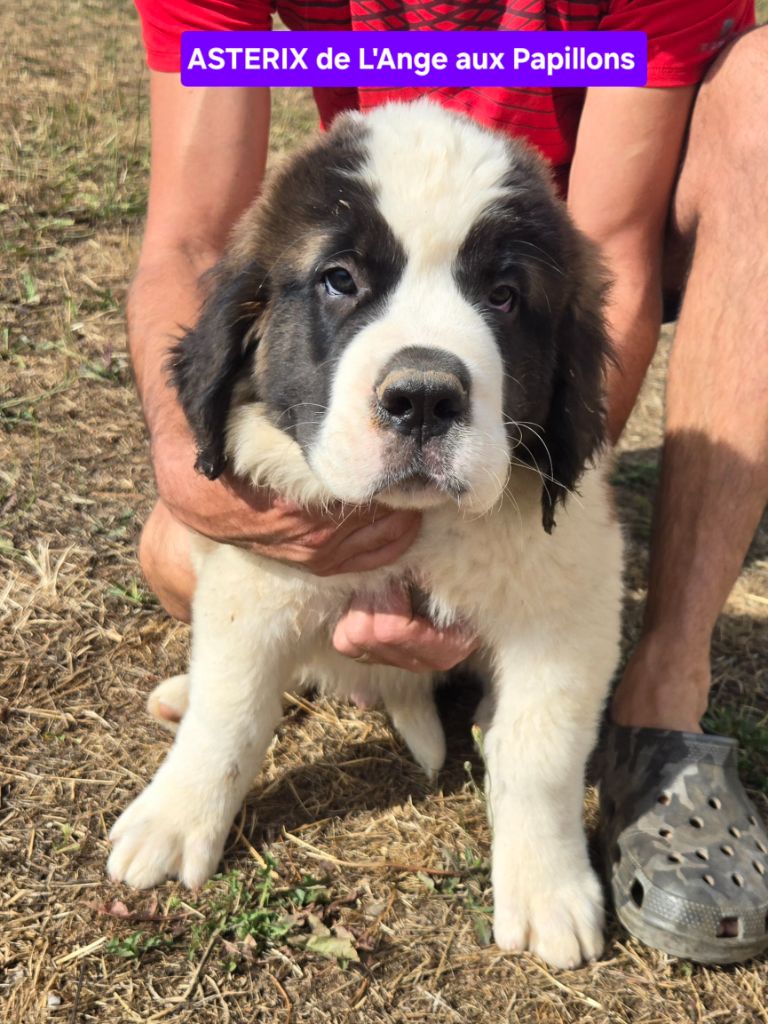 de l'ange aux papillons - Chiots disponibles - Chien du Saint-Bernard