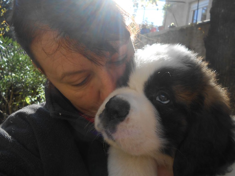 de l'ange aux papillons - Chien du Saint-Bernard - Portée née le 16/09/2014