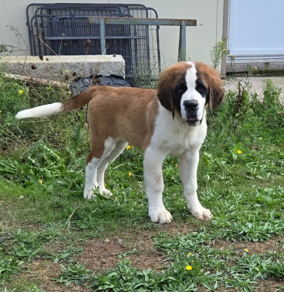 de l'ange aux papillons - Chiots disponibles - Chien du Saint-Bernard