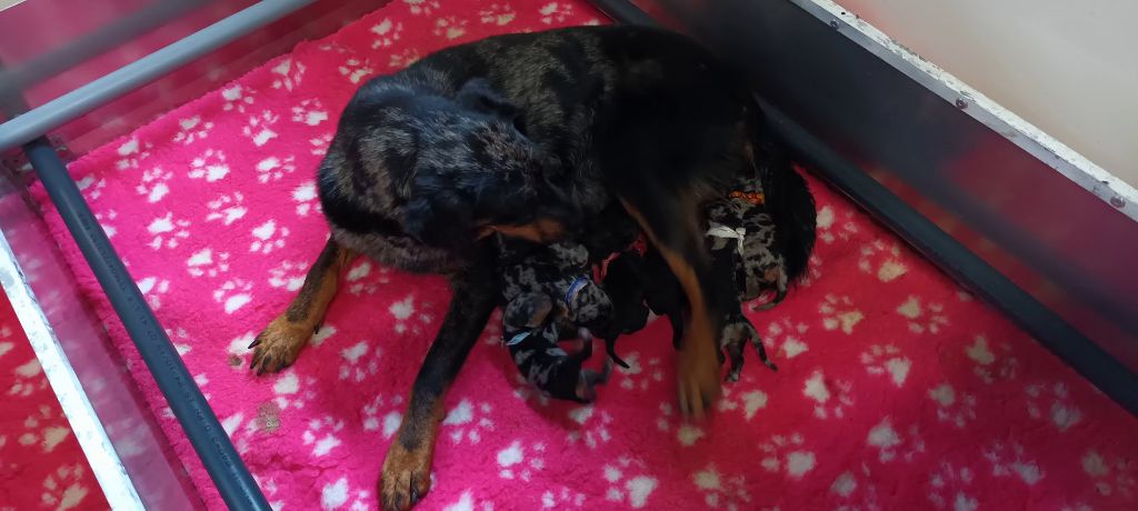 Chiot Berger de Beauce de l'ange aux papillons