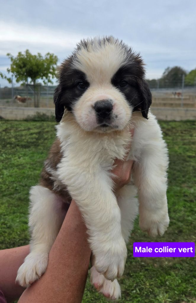 de l'ange aux papillons - Chiots disponibles - Chien du Saint-Bernard