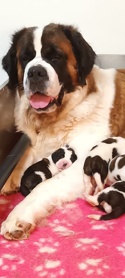 Chiot Chien du Saint-Bernard de l'ange aux papillons