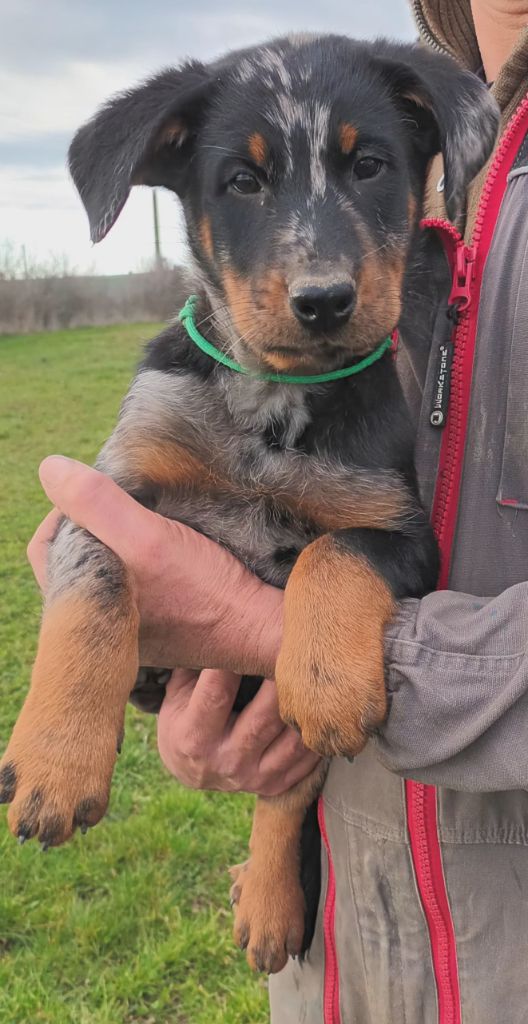 de l'ange aux papillons - Chiots disponibles - Berger de Beauce