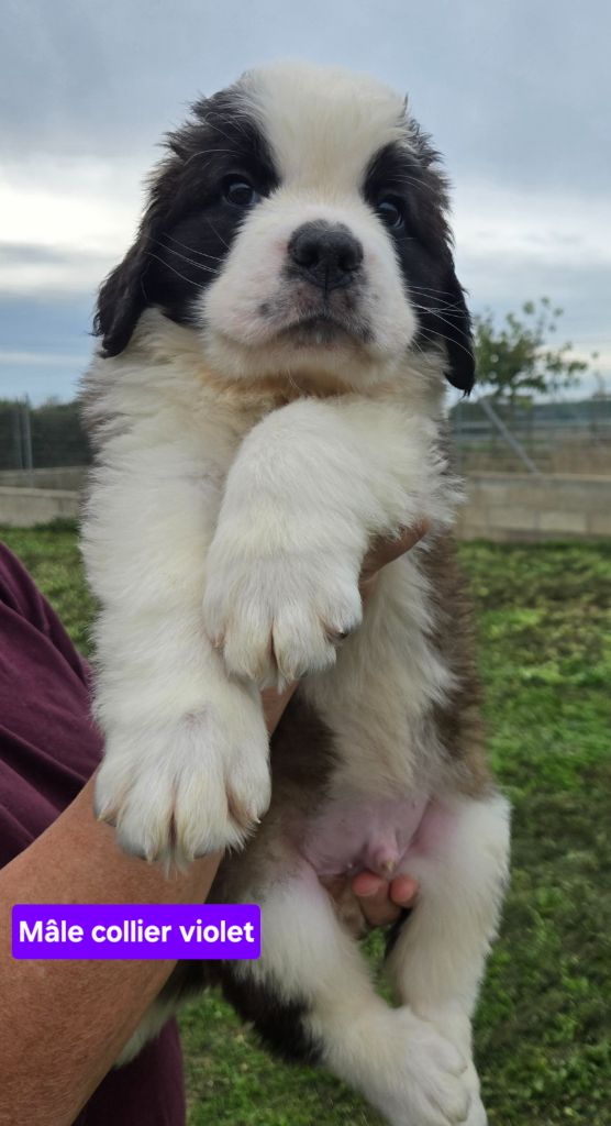 de l'ange aux papillons - Chiots disponibles - Chien du Saint-Bernard