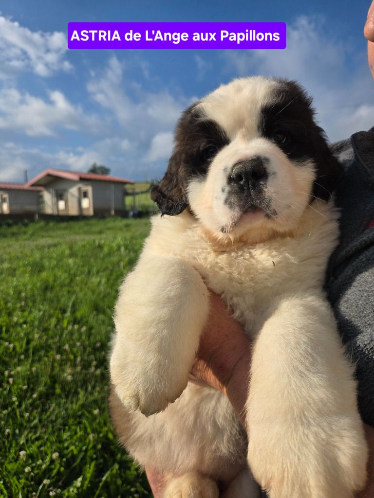 de l'ange aux papillons - Chiots disponibles - Chien du Saint-Bernard
