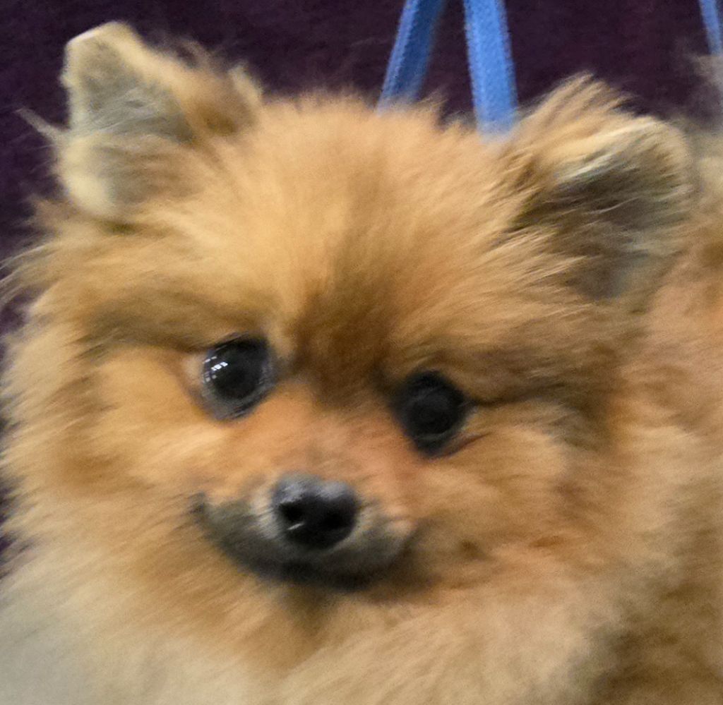 de l'ange aux papillons - Chiots disponibles - Spitz allemand
