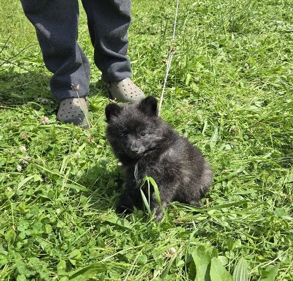de l'ange aux papillons - Chiots disponibles - Spitz allemand