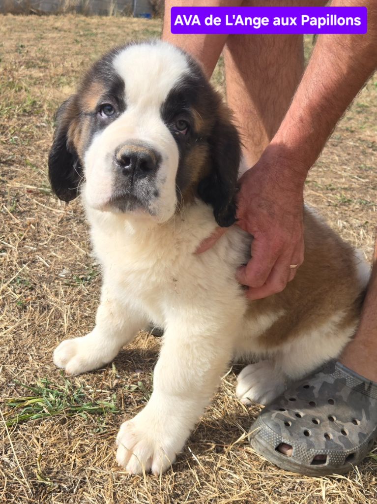 de l'ange aux papillons - Chiots disponibles - Chien du Saint-Bernard