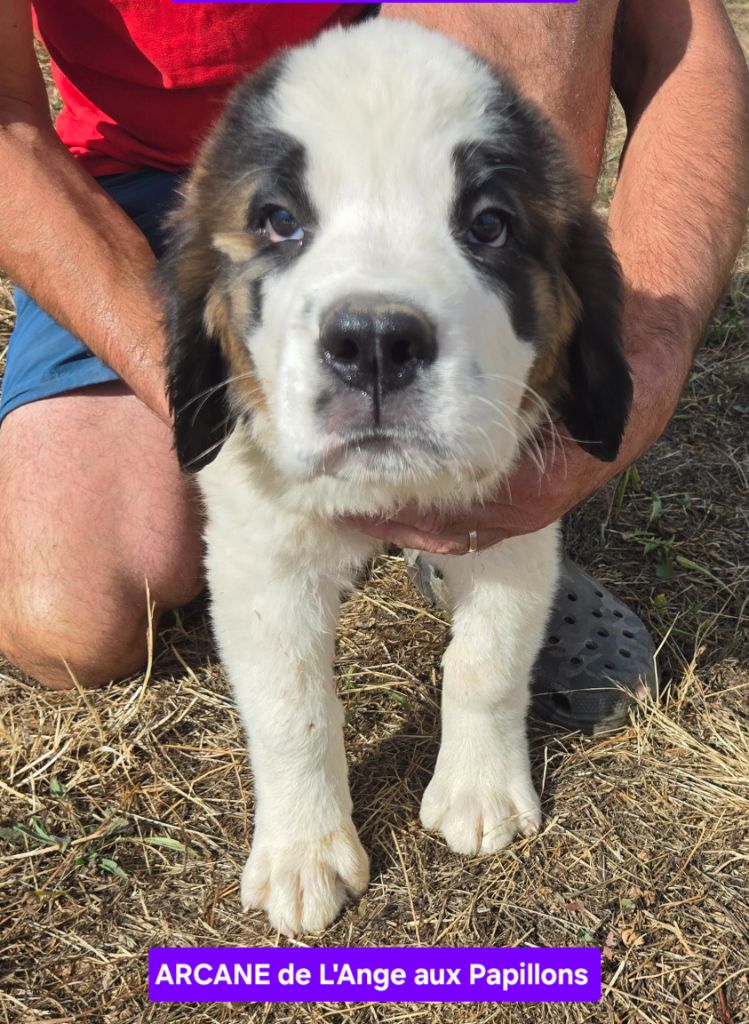 de l'ange aux papillons - Chiots disponibles - Chien du Saint-Bernard