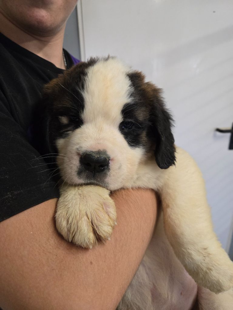 de l'ange aux papillons - Chiots disponibles - Chien du Saint-Bernard