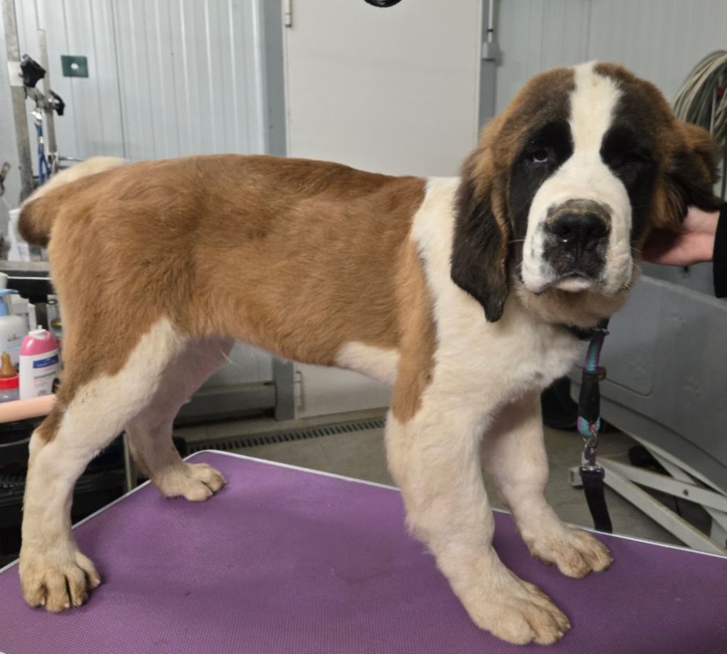 de l'ange aux papillons - Chiots disponibles - Chien du Saint-Bernard