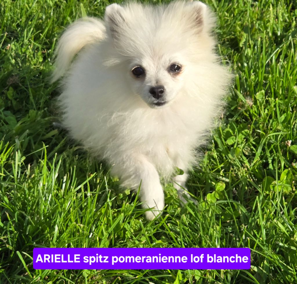 de l'ange aux papillons - Chiots disponibles - Spitz allemand