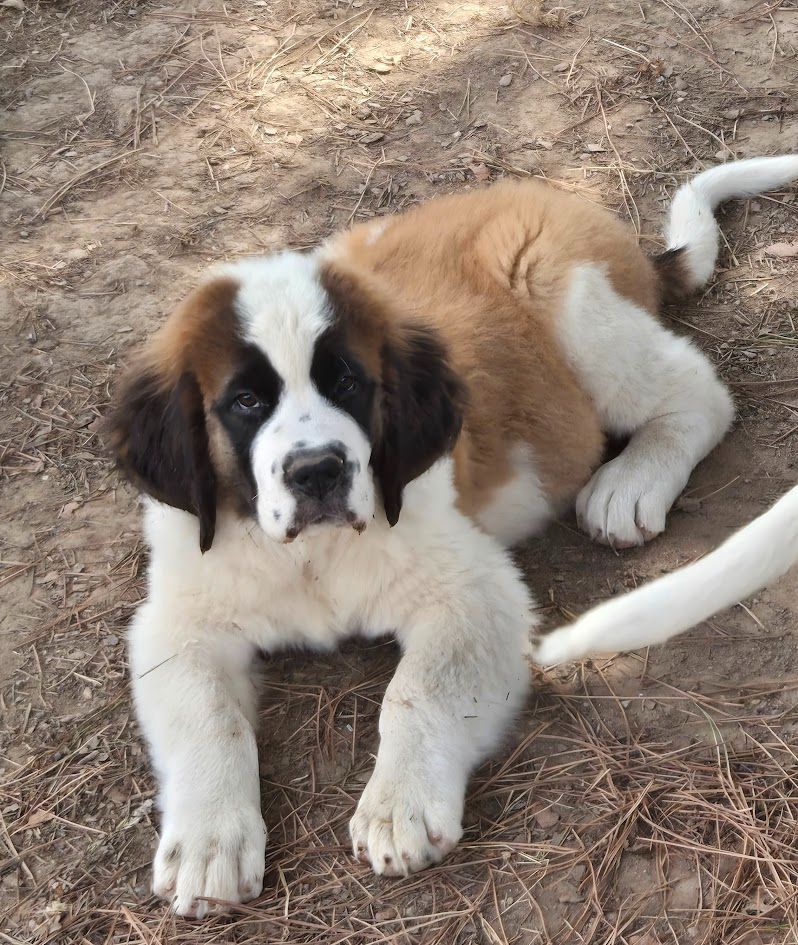 de l'ange aux papillons - Chiots disponibles - Chien du Saint-Bernard